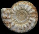 Wide Jurassic Ammonite Fossil - Madagascar #59609-1